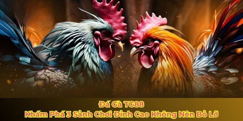 Đá Gà TG88 – Khám Phá 3 Sảnh Chơi Đỉnh Cao Không Nên Bỏ Lỡ