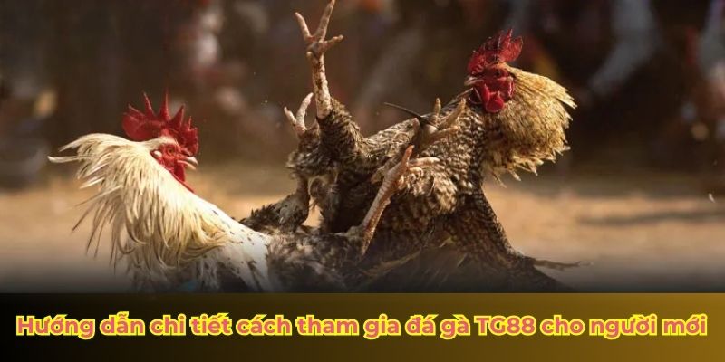 Hướng dẫn chi tiết cách tham gia đá gà TG88 cho người mới