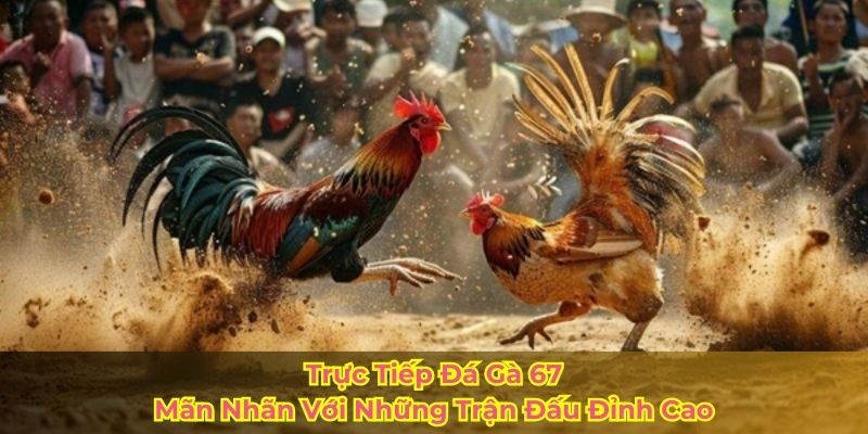 Trực Tiếp Đá Gà 67 - Mãn Nhãn Với Những Trận Đấu Đỉnh Cao